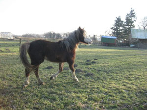 Leo´s Gentle Joey  ( 4. 2009 ) aus der Megan´s First Leo und dem HS-Marvel