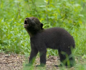 Black Bear Cub/Wolf (Abbie C)