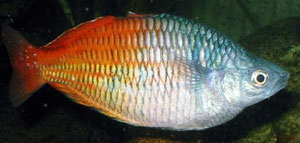 Melanotaenia boesemani (Regenbogenfisch)