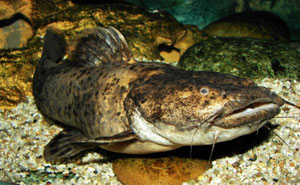 Cephalosilurus fowleri