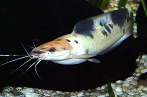 Walking Catfish (Clarias batrachus)