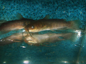 In dieser Größe schwimmen Katzenwelse in der Natur gern noch in Schwärmen.