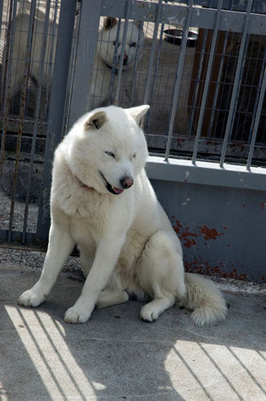 北海道犬は、ソフトバンクの「おとうさん」で有名だが、熊狩りなどでも勇敢に戦う名犬だ。あのヒグマと戦うなんて勇気のある犬だ。