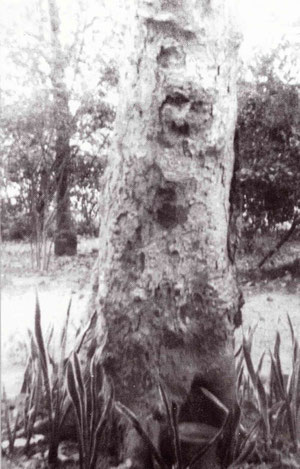 Umar Tree