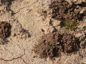 Nester von Sandbienen