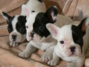 Puppies 2012 (Parents Klyaksa+Running Wild)