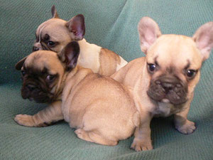 Puppies 2010 (Parents Nessy+Running Wild)