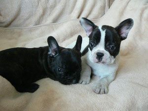 Puppies 2011 (Parents Fasolka+Running Wild)