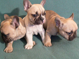 Puppies 2010 (Parents Nessy+Running Wild)