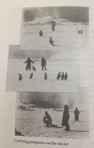 海氷の上でペンギンを捕まえる隊員