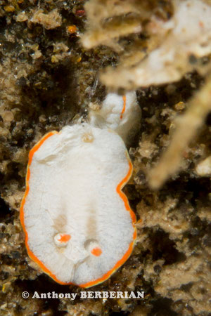 Chromodoris sp. 7