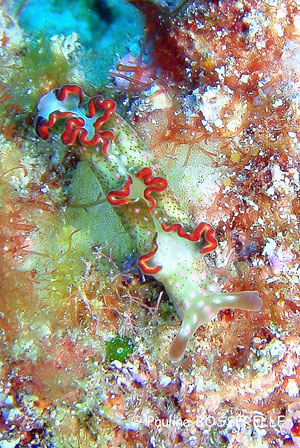 Elysia sp. 7