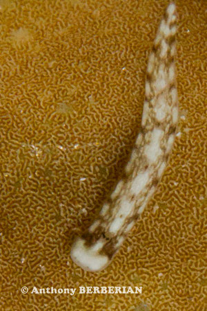 Dermatobranchus sp. 1