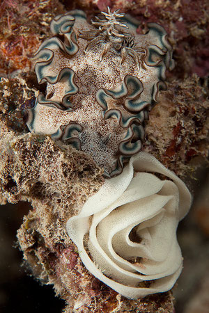 Glossodoris hikuerensis et sa ponte