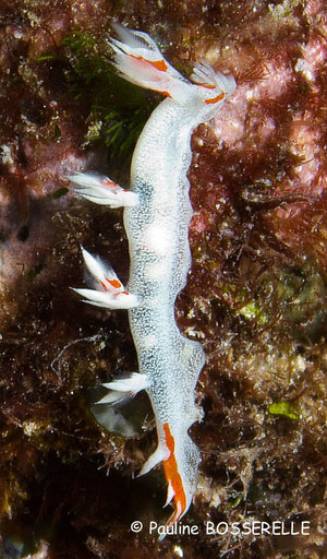 Bornella pele
