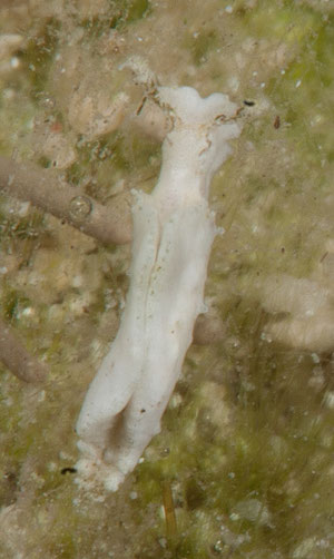 Elysia sp. 1