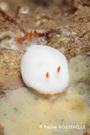 Verconia simplex anc Noumea simplex