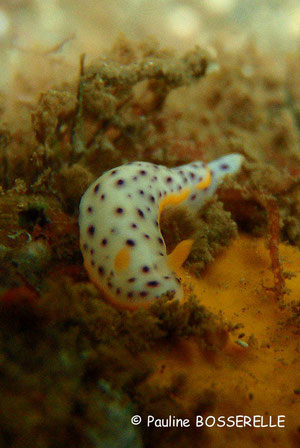 Chromodoris aspersa
