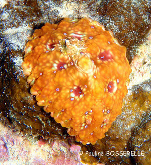 Ceratosoma miamirana