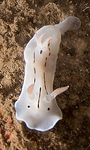 Chromodoris sp. 4