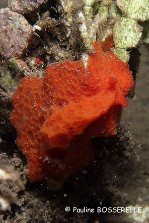 Sclerodoris tuberculata
