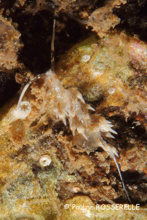 Cratena sp.