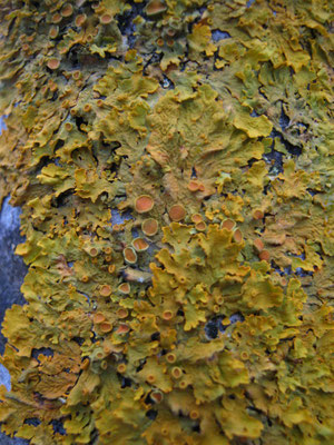 Gelbflechte, Xanthoria parietina