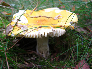 Sonnentäubling (Russula solaris).