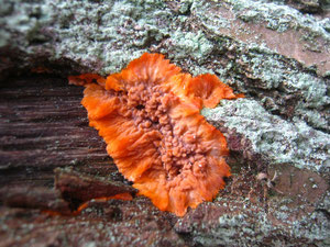 Orangeroter Kammpilz (Phlebia radiata) auf Eichenholz.