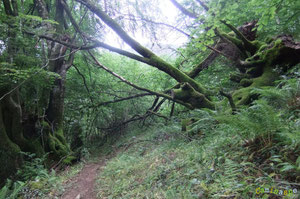 Ambiance Moussue en chemin vers le Col de Laünde