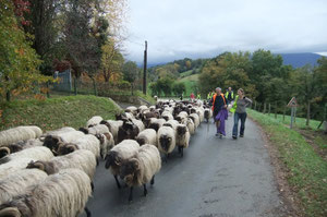 Les brebis manex du Pays Basque se sont bien acclimatées au Béarn qui s'est paré des couleurs d'automne.