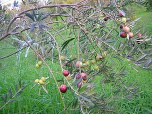 olive nuove alle Terre di Montenero