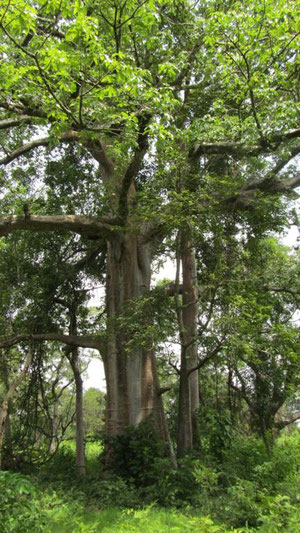 Uno dei tanti maestosi baobab lungo il tragitto