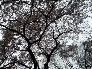 桜はやっぱり幻想的
