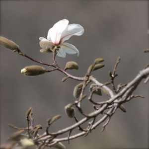 早春に花がきれいな樹木