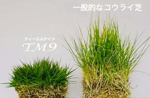 特殊な芝(TM9)