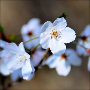 春に花がきれいな樹木