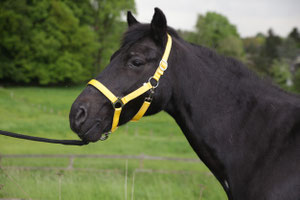 Ich bin Blacky, ein New Forest Pony, geboren 1988