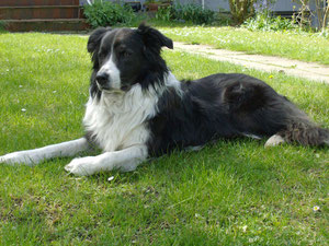 Blacky geboren 4.4.1996, gestorben 14.06.2010