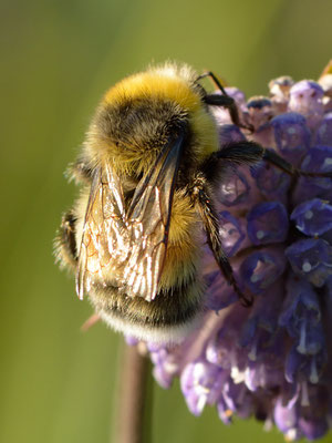 Heidehummel