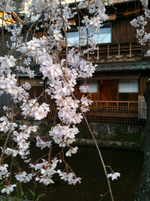 京都の早咲き桜