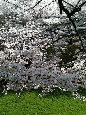 今年も日本で桜を見ることができた！