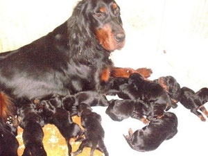 11 cuccioli - 4 maschi 7 femmine