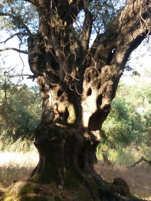 2500 Jahre junge Olivenbäume auf Korfu