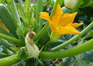 courgette
