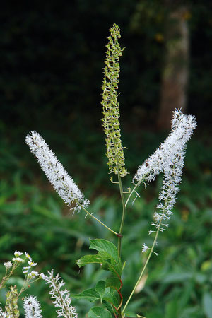 サラシナショウマ　　花は終わりかけ茎頂部は果実に