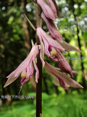 サイハイラン　2010.06.20　宮城県 蔵王山山麓