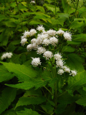 マルバフジバカマ（帰化植物）