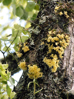 カヤラン　2011.05.08　筑波山山麓