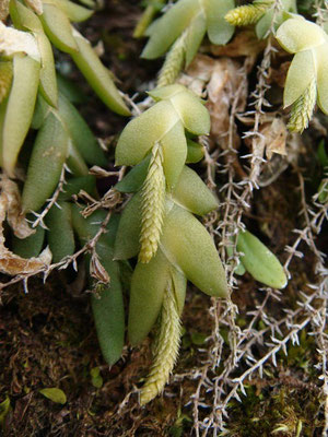 　2012.04.08　高尾山　花穂の長さは8mmほどか